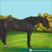 Horse Color:Smoky Black 