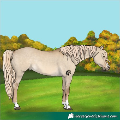 Horse Color:Chocolate Palomino Dun Rabicano 