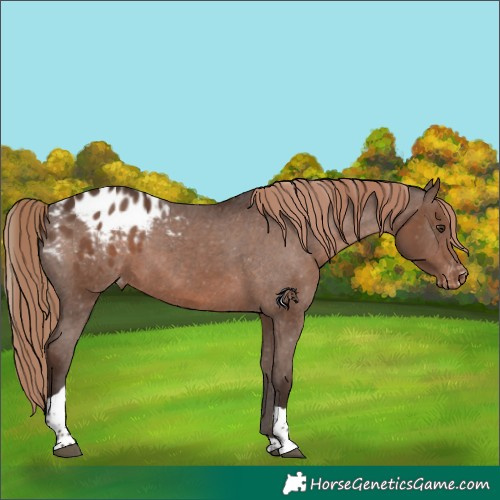 Horse Color:Liver Chestnut Tobiano Appaloosa 
