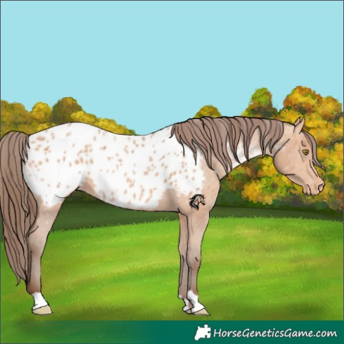 Horse Color:Amber Champagne Appaloosa 
