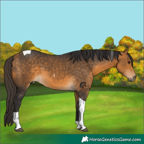 Horse Color:Buckskin Tobiano