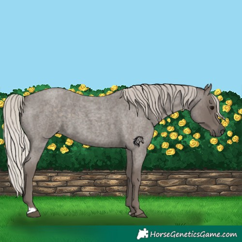 Horse Color:Silver Blue Roan 