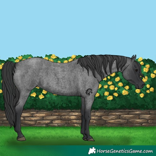 Horse Color:Blue Roan