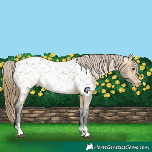 Horse Color:Buckskin Appaloosa 
