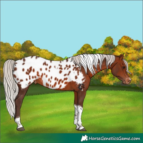 Horse Color:Silver Brown Tobiano Appaloosa