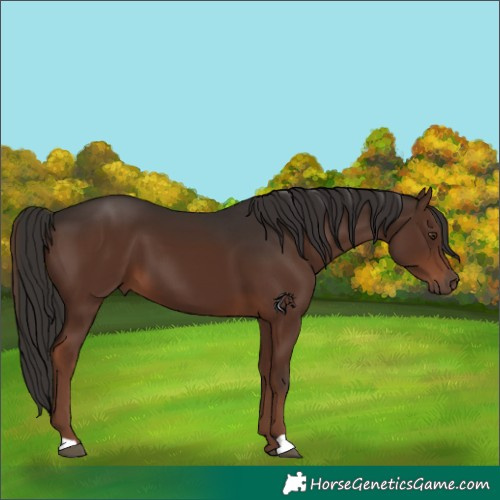 Horse Color:Liver Chestnut 