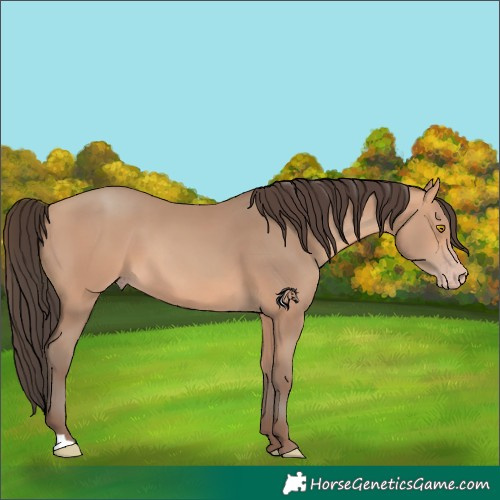 Horse Color:Amber Champagne