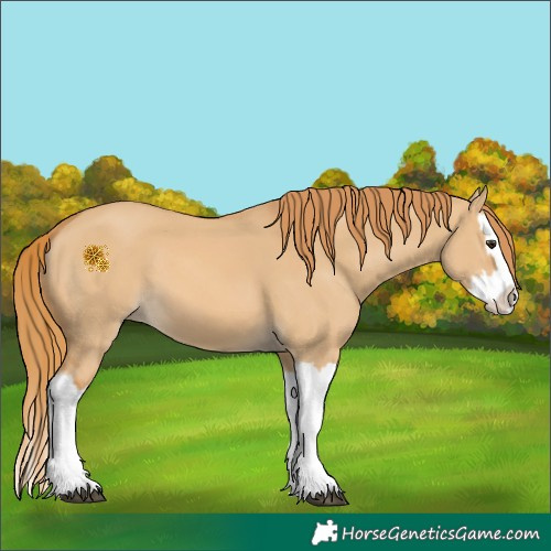 Horse Color:Red Dun Splash 