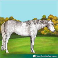 Horse Color:Gray Silver Brown Sabino Appaloosa Rabicano