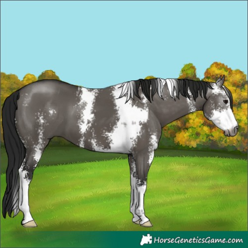 Horse Color:Gray Grullo Sabino