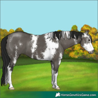 Horse Color:Gray Grullo Sabino 