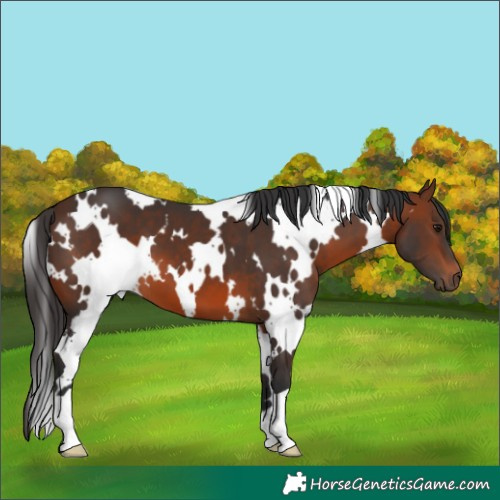 Horse Color:White Spotted Brown 