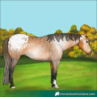 Horse Color:Gray Buckskin Blanket