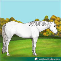 Horse Color:Gray Bay Dun Sabino Near Fewspot 