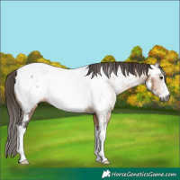 Horse Color:Gray Bay Dun Sabino Appaloosa 