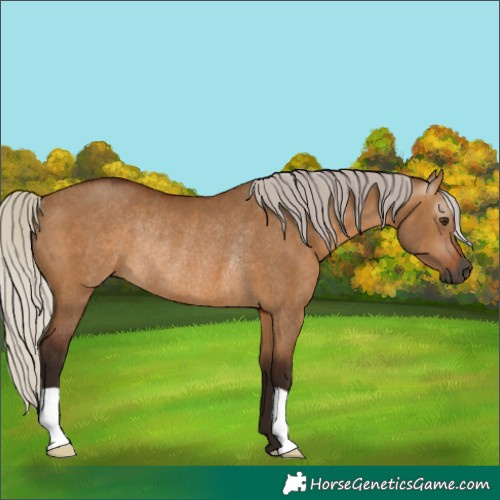 Horse Color:Gray Silver Bay Dun Rabicano 