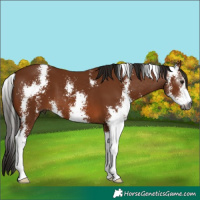 Horse Color:Gray Bay Sabino
