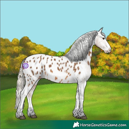 Horse Color:Chocolate Palomino Sabino Splash Tobiano Appaloosa