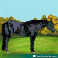 Horse Color:ERROR: UNKNOWN ANOMALY