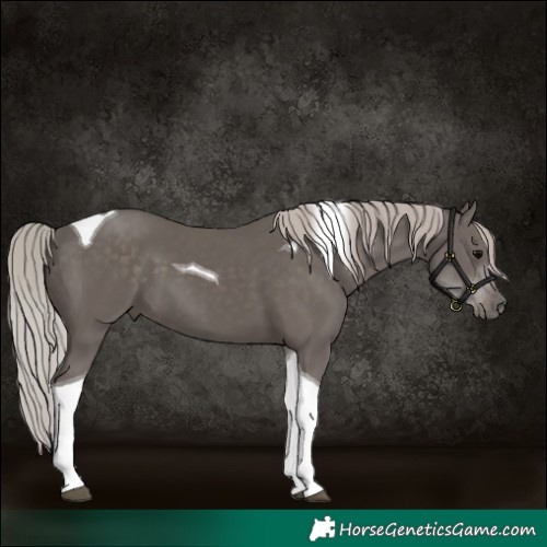 Horse Color:Silver Black Tobiano 