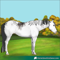 Horse Color:White Spotted Brown Sabino Rabicano 