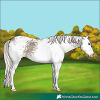 Horse Color:White Spotted Silver Smoky Grullo