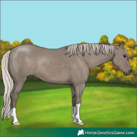 Horse Color:Silver Grullo 