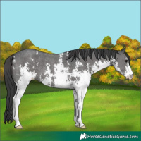 Horse Color:Black Sabino