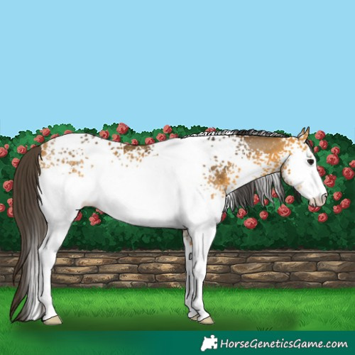 Horse Color:White Spotted Buckskin Rabicano 