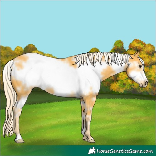 Horse Color:White Spotted Palomino Frame 