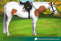 Horse Color:Bay Splash Tobiano 