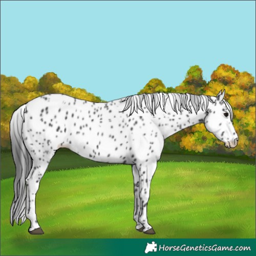 Horse Color:Black Appaloosa 