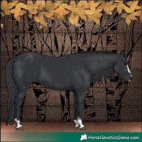 Horse Color:Black 