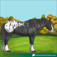 Horse Color:Black Splash Appaloosa