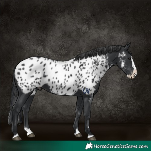 Horse Color:Black Splash Appaloosa 