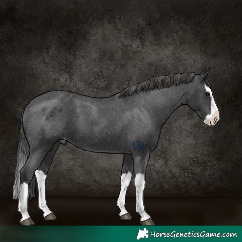 Horse Color:Black Splash Appaloosa 