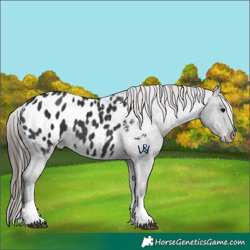 Horse Color:Black Tobiano Appaloosa 
