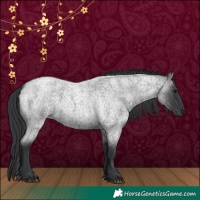 Horse Color:Blue Roan 