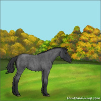 Horse Color:Blue Roan 
