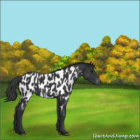 Horse Color:Black Near Leopard 