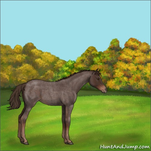 Horse Color:Liver Red Roan 