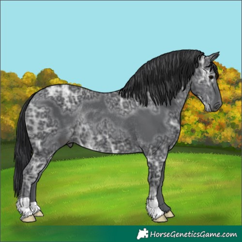 Horse Color:Black Ice Rabicano 