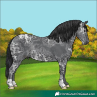 Horse Color:Black Ice Rabicano 