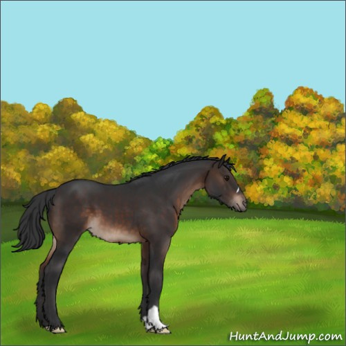 Horse Color:Brown 
