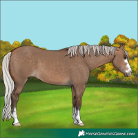 Horse Color:Silver Bay Dun 
