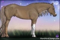 Horse Color:Chocolate Palomino 
