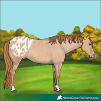 Horse Color:Red Dun Appaloosa 