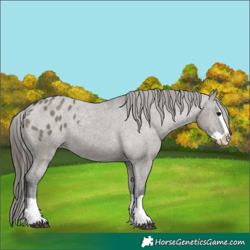 Horse Color:Grullo Splash Appaloosa 