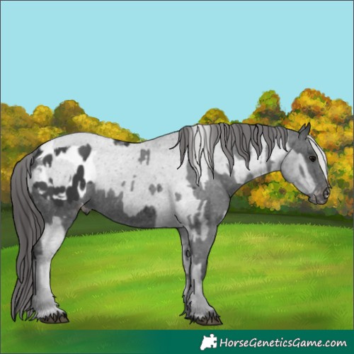 Horse Color:Black Appaloosa  and Black Appaloosa 