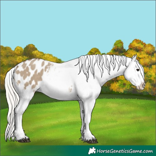 Horse Color:Silver Smoky Grullo Appaloosa